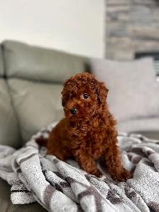 red toy poodle puppies / caniche toy rouge chiots