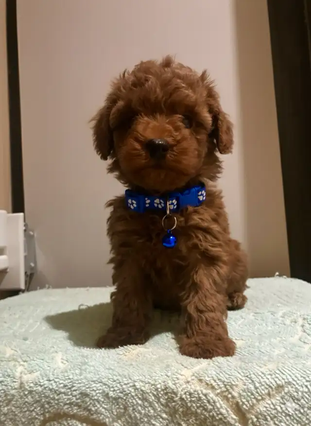 red toy poodle puppies / caniche toy rouge chiots - Photo 2