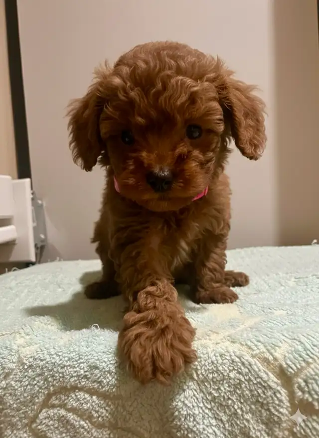 red toy poodle puppies / caniche toy rouge chiots - Photo 3