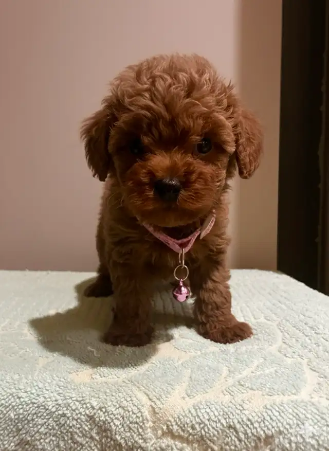red toy poodle puppies / caniche toy rouge chiots - Photo 4