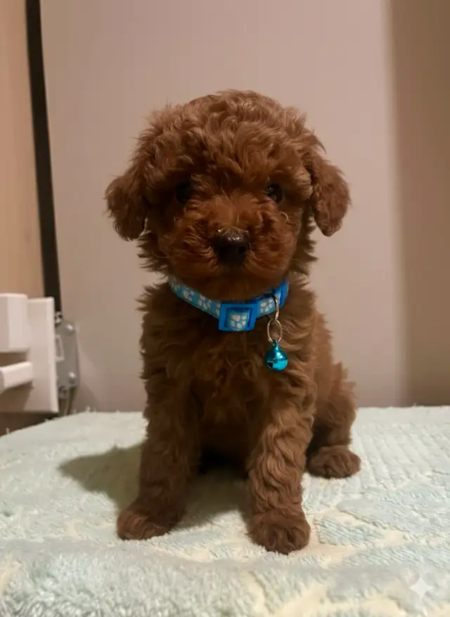 red toy poodle puppies / caniche toy rouge chiots - Photo 5
