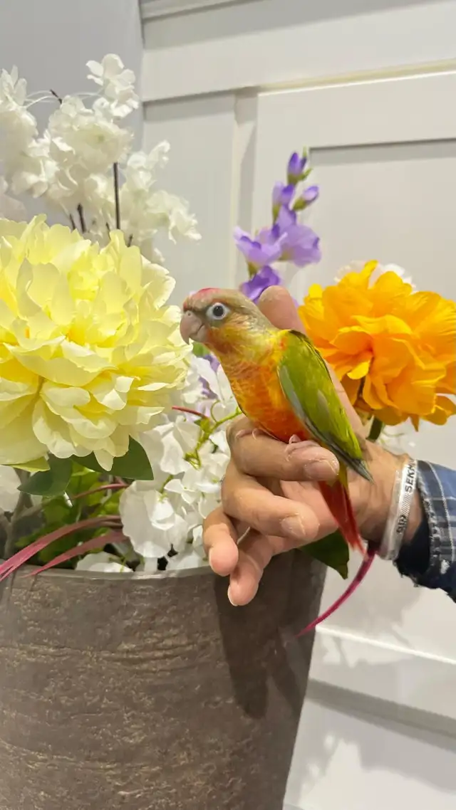 pineapple baby parrot - Photo 2