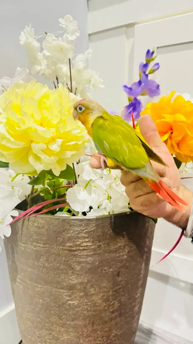 pineapple baby parrot - Photo 3