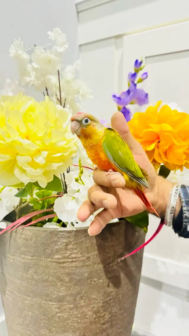 pineapple baby parrot - Photo 4