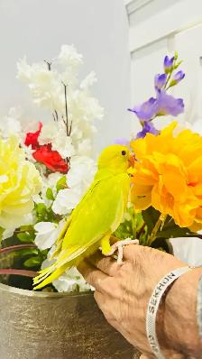 Indian ringneck talking parrot