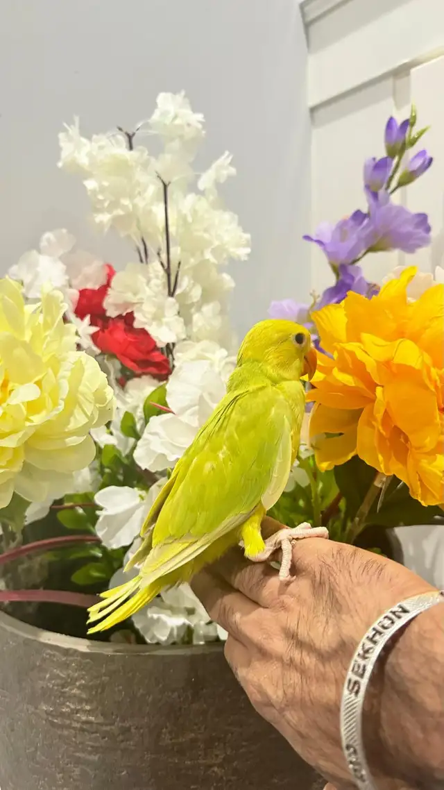 Indian ringneck talking parrot - Photo 3