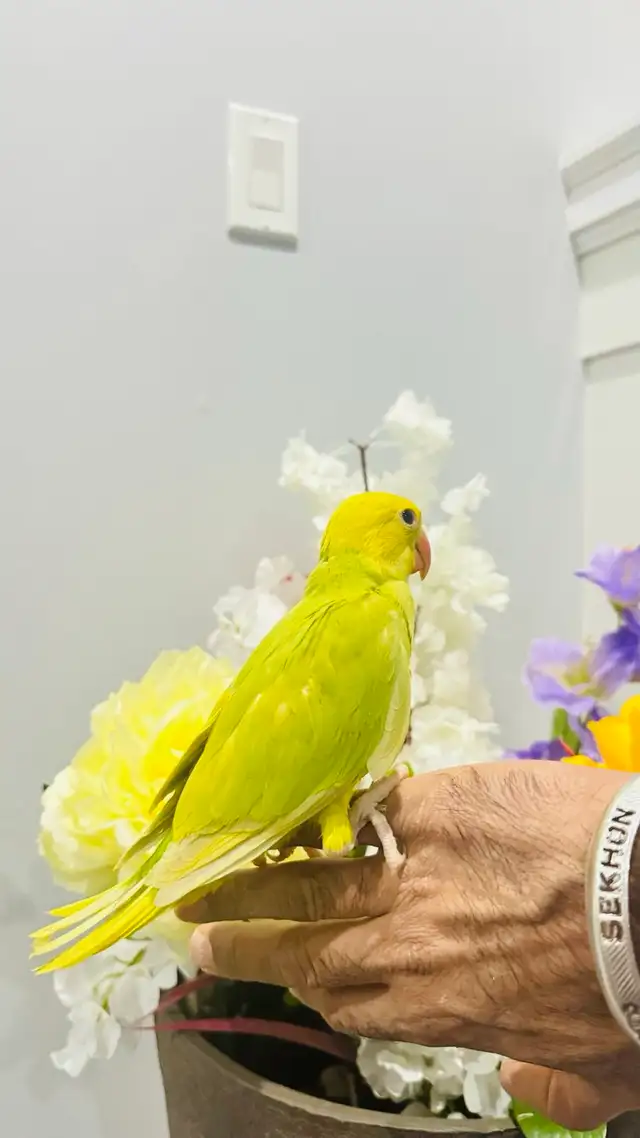 Indian ringneck talking parrot - Photo 4