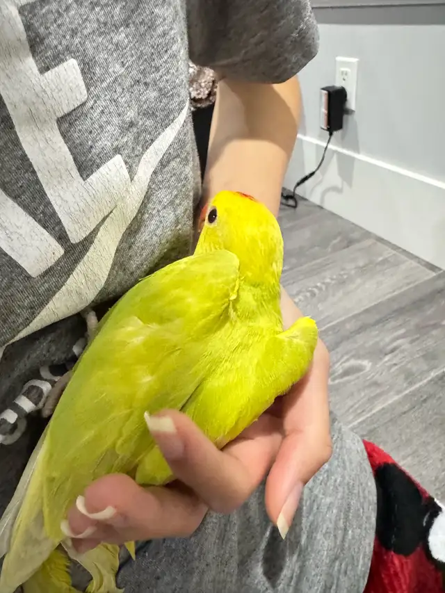 Indian ringneck talking parrot - Photo 5