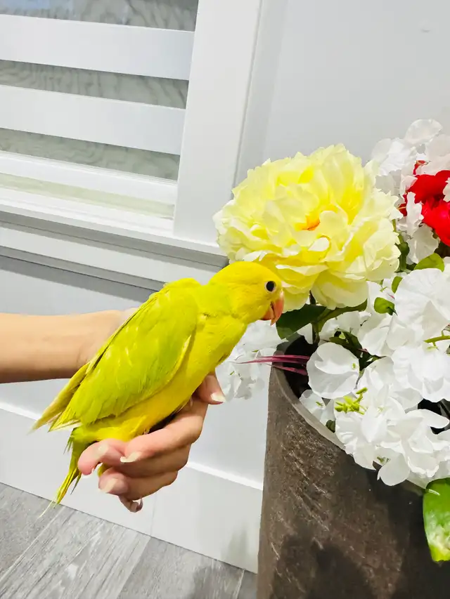 Indian ringneck talking parrot - Photo 6