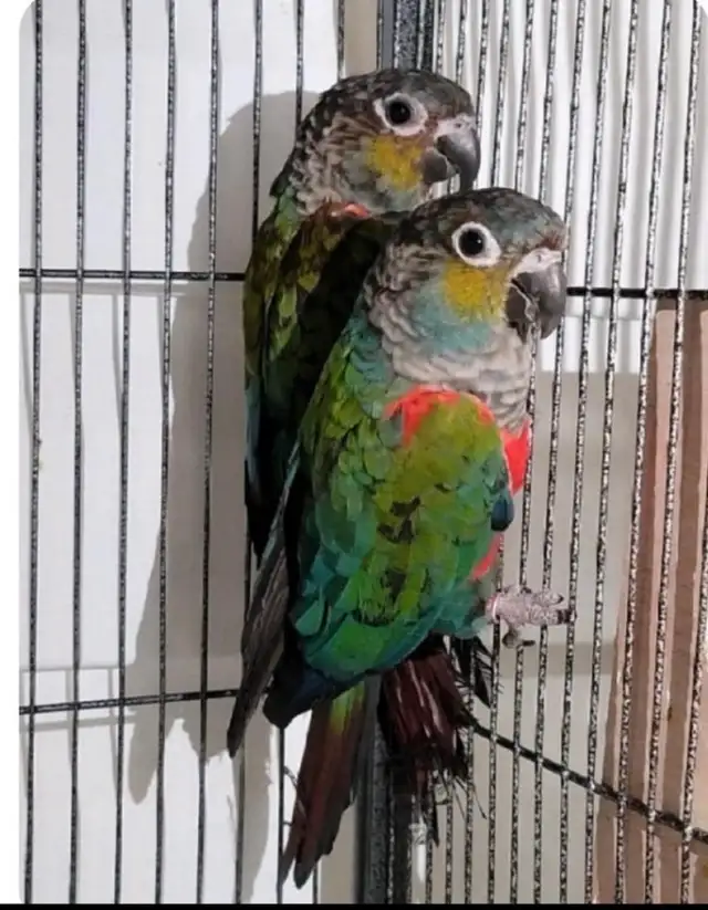 crimson red Billy bird for sale