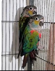 crimson red Billy bird for sale