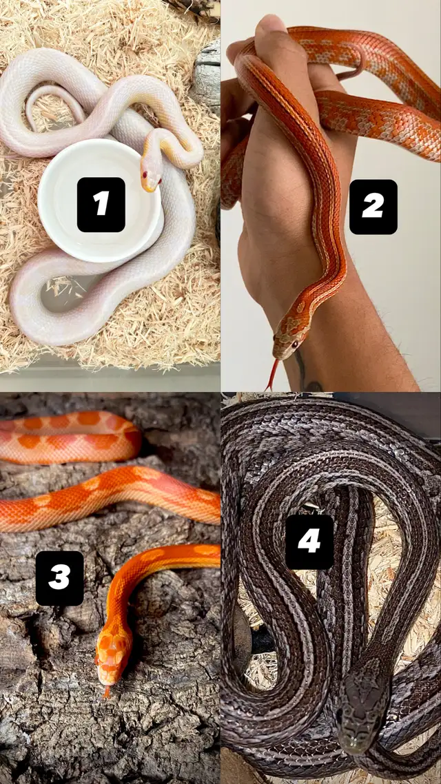 Serpent des blés  Terrarium   Rack