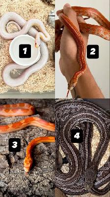 Serpent des blés  Terrarium   Rack