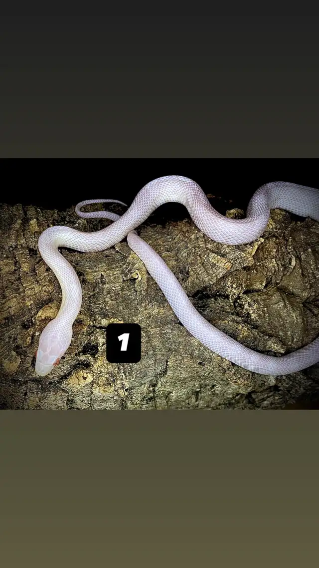 Serpent des blés  Terrarium   Rack - Photo 2