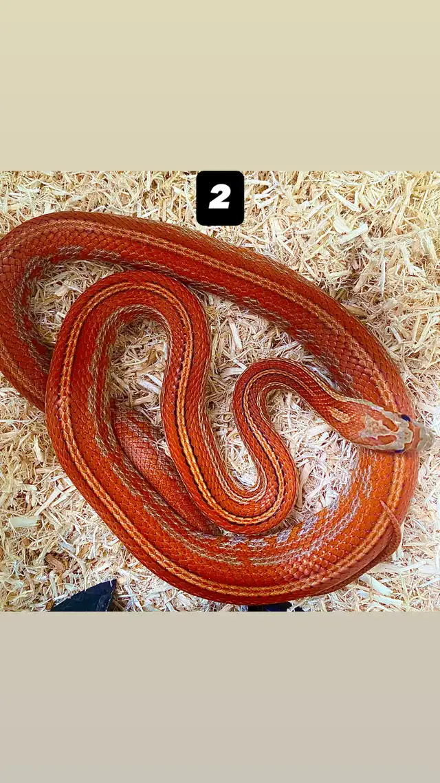 Serpent des blés  Terrarium   Rack - Photo 3