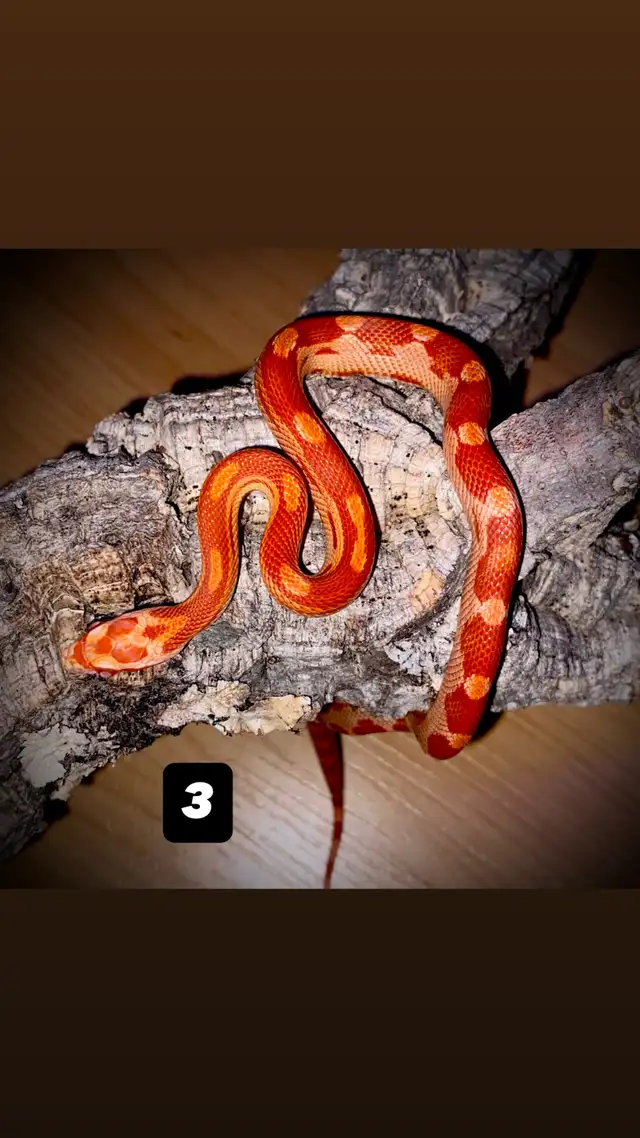 Serpent des blés  Terrarium   Rack - Photo 4