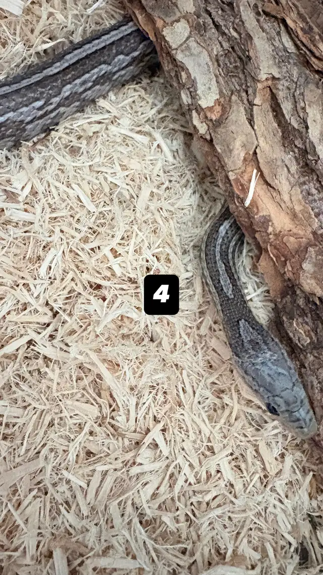 Serpent des blés  Terrarium   Rack - Photo 5