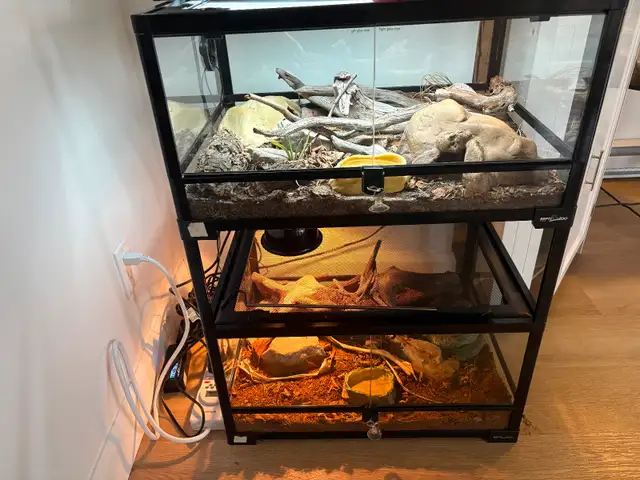 Serpent des blés  Terrarium   Rack - Photo 6