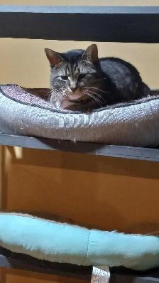 Pension pour chats Chatilly