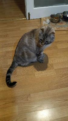 Pension pour chats Chatilly - Photo 2