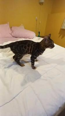 Pension pour chats Chatilly - Photo 3