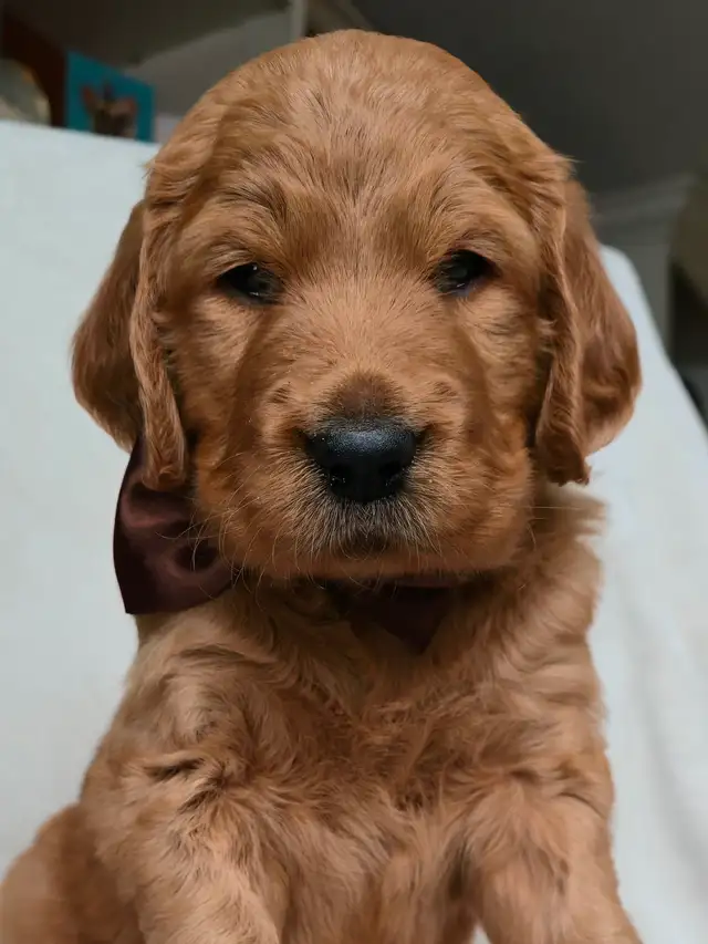 Goldendoodle Puppies Ontario