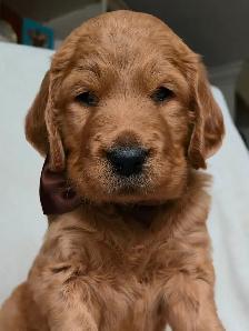 Goldendoodle Puppies Ontario
