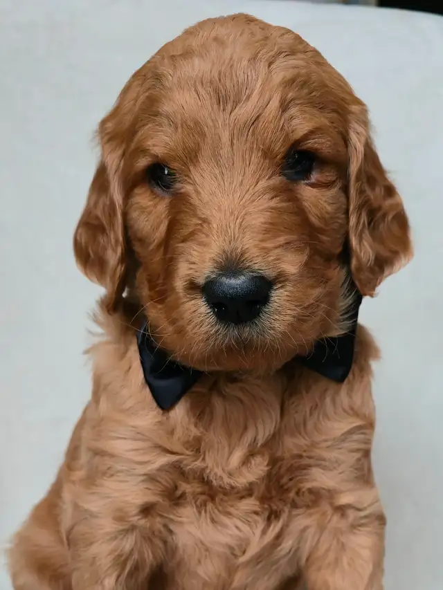 Goldendoodle Puppies Ontario - Photo 2