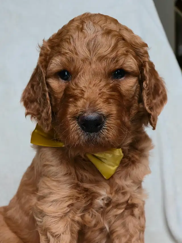 Goldendoodle Puppies Ontario - Photo 3