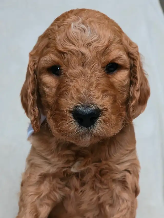 Goldendoodle Puppies Ontario - Photo 4