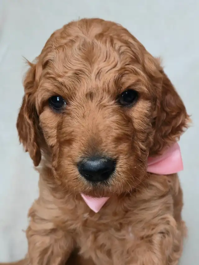 Goldendoodle Puppies Ontario - Photo 5