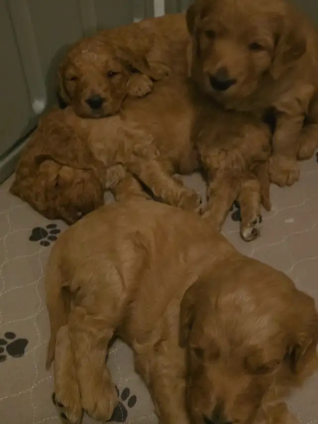 Goldendoodle Puppies Ontario - Photo 6