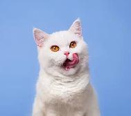 British Shorthair - Waiting list