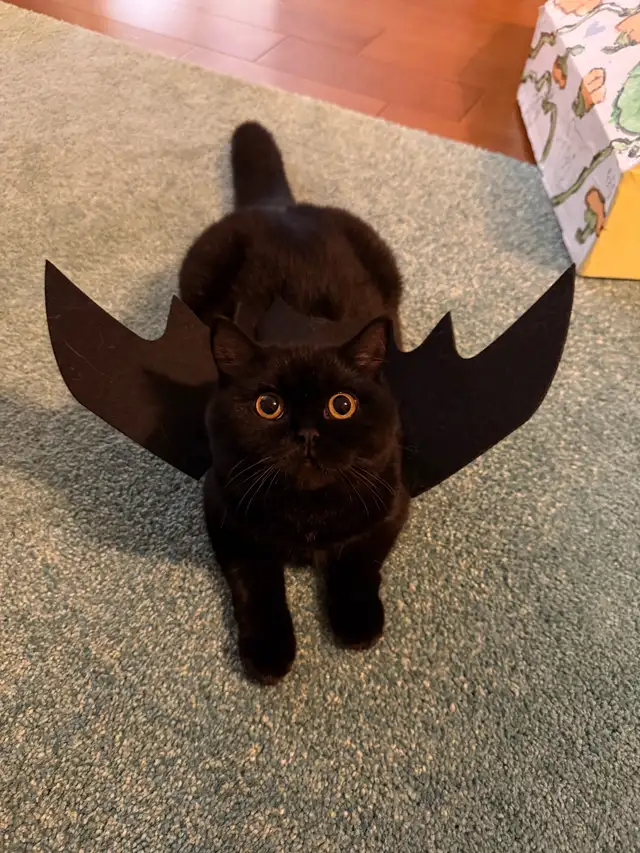 British Shorthair - Waiting list - Photo 2