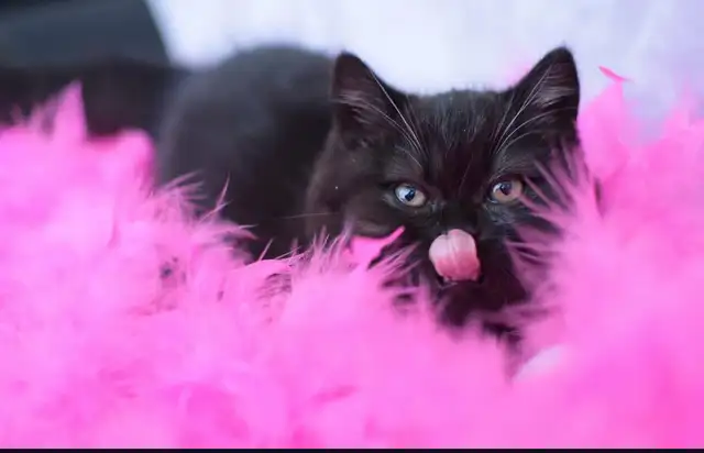 British Shorthair - Waiting list - Photo 4