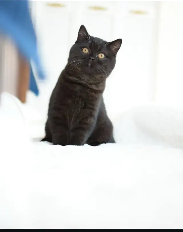 British Shorthair - Waiting list - Photo 5