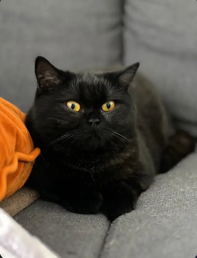 British Shorthair - Waiting list - Photo 6