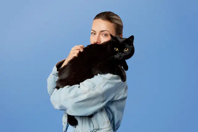 British Shorthair - Waiting list - Photo 7