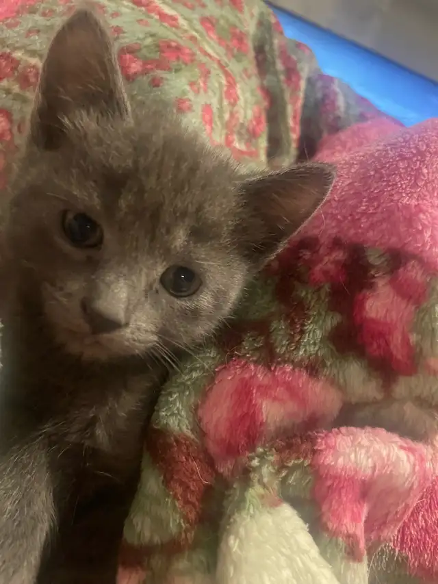 Blue Russian and Maine Coon Mix Kittens, Hypoallergenic