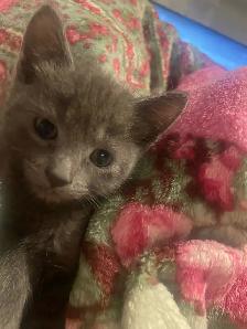 Blue Russian and Maine Coon Mix Kittens, Hypoallergenic