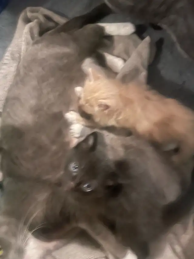 Blue Russian and Maine Coon Mix Kittens, Hypoallergenic - Photo 2