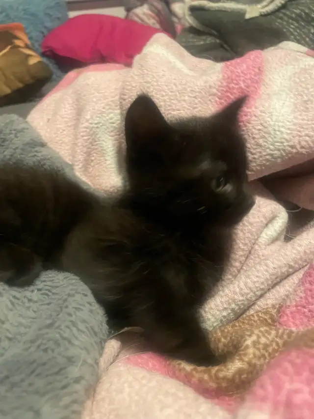 Blue Russian and Maine Coon Mix Kittens, Hypoallergenic - Photo 3