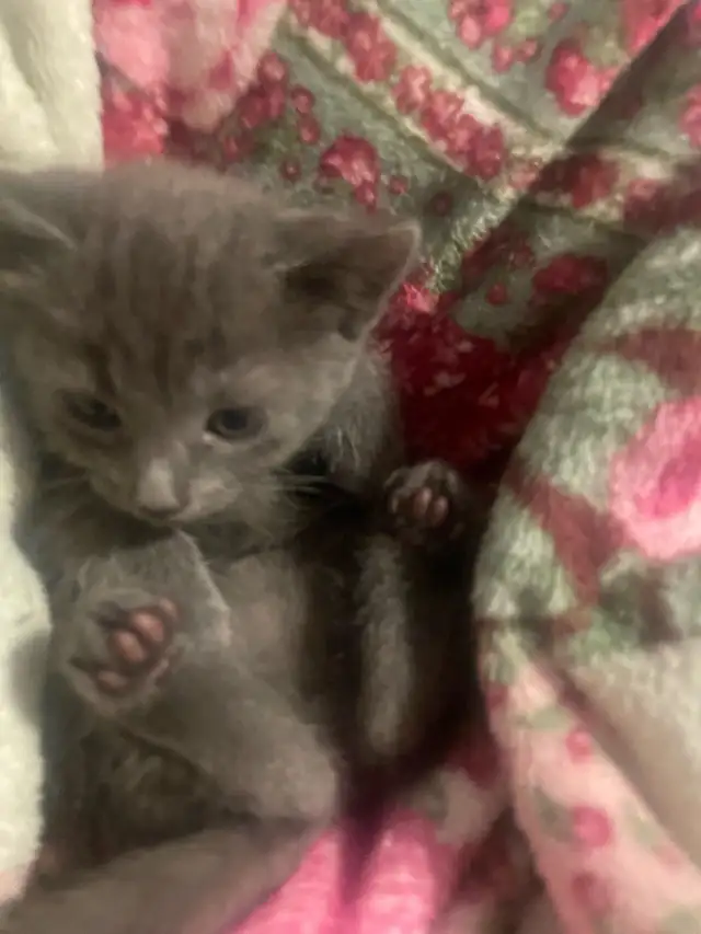 Blue Russian and Maine Coon Mix Kittens, Hypoallergenic - Photo 5