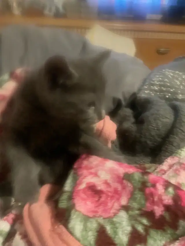 Blue Russian and Maine Coon Mix Kittens, Hypoallergenic - Photo 6