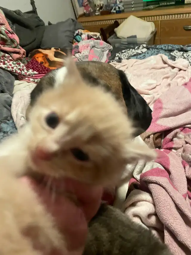 Blue Russian and Maine Coon Mix Kittens, Hypoallergenic - Photo 7