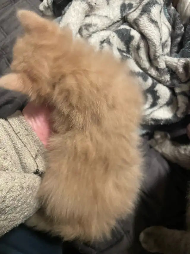 Blue Russian and Maine Coon Mix Kittens, Hypoallergenic - Photo 8