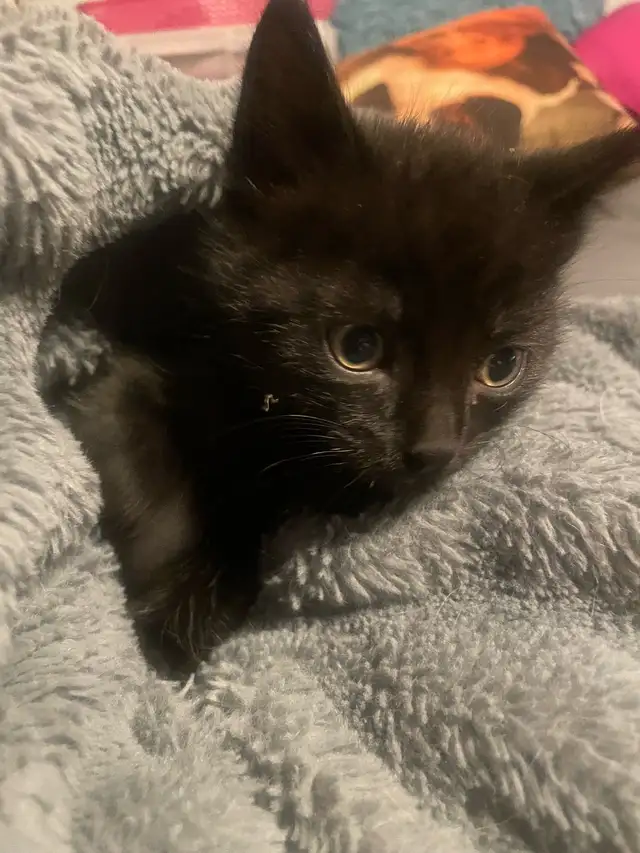 Blue Russian and Maine Coon Mix Kittens, Hypoallergenic - Photo 9