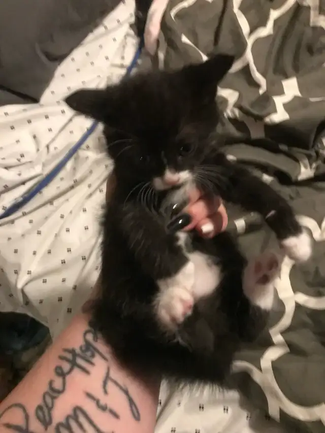 Blue Russian and Maine Coon Mix Kittens, Hypoallergenic - Photo 10