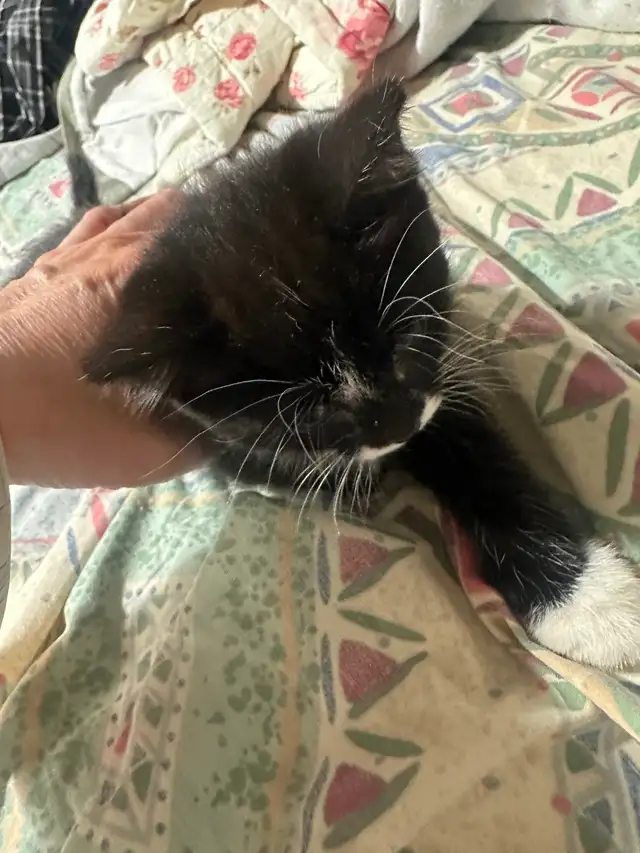 Kittens for rehoming