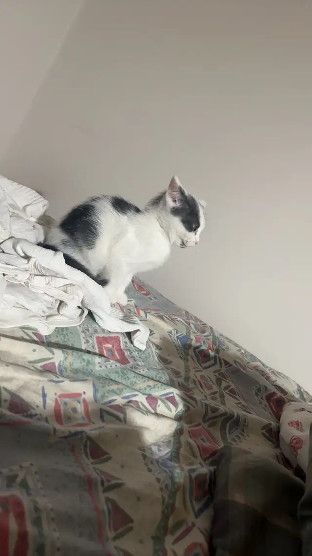 Kittens for rehoming - Photo 2